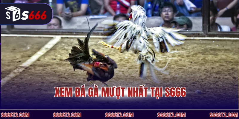 Xem đá gà mượt nhất tại S666
